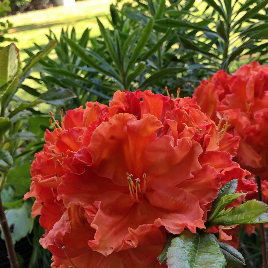 Rhododendron Goldflamme in the GardenTags plant encyclopedia Azalea Goldflamme in the GardenTags plant encyclopedia