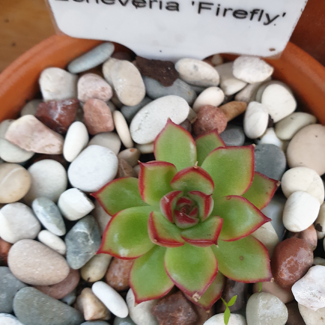 Echeveria Firefly in the GardenTags plant encyclopedia Echeveria Firefly in the GardenTags plant encyclopedia