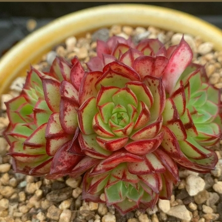 Echeveria Elisha in the GardenTags plant encyclopedia Echeveria Elisha in the GardenTags plant encyclopedia
