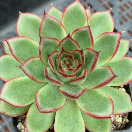 Echeveria Giselle in the GardenTags plant encyclopedia Echeveria Giselle in the GardenTags plant encyclopedia