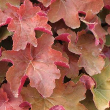 Heuchera Caramel in the GardenTags plant encyclopedia Alumroot Caramel in the GardenTags plant encyclopedia
