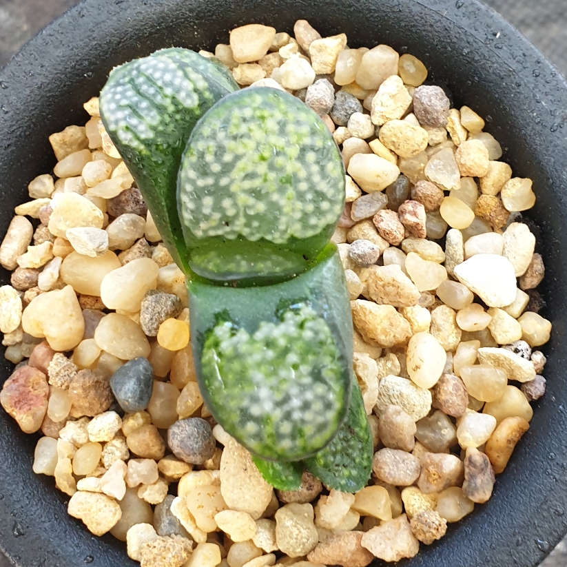 Haworthia Groenewaldii in the GardenTags plant encyclopedia Haworthia Groenewaldii in the GardenTags plant encyclopedia