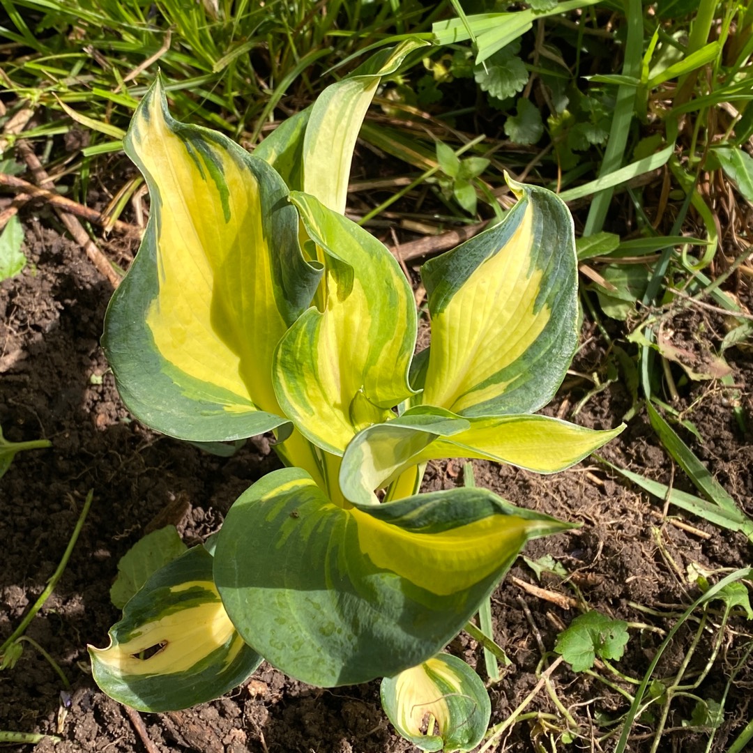 Hosta Dream Queen in the GardenTags plant encyclopedia Plantain Lily Dream Queen in the GardenTags plant encyclopedia