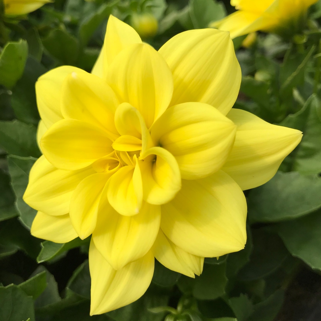 Dahlia Labella Medio Fun Yellow Picotee (Labella Series) in the GardenTags plant encyclopedia Dahlia Labella Medio Fun Yellow Picotee (Bedding) in the GardenTags plant encyclopedia