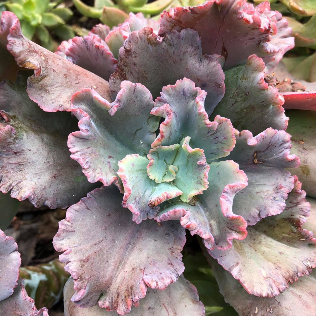 Echeveria Doublette in the GardenTags plant encyclopedia Echeveria Doublette in the GardenTags plant encyclopedia