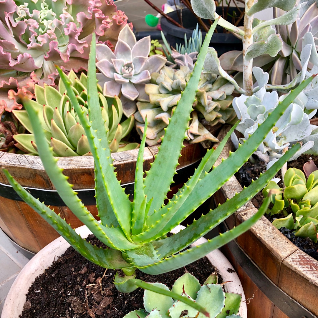 Aloe Hybrid LEO 3151A in the GardenTags plant encyclopedia Aloe Moonglow in the GardenTags plant encyclopedia