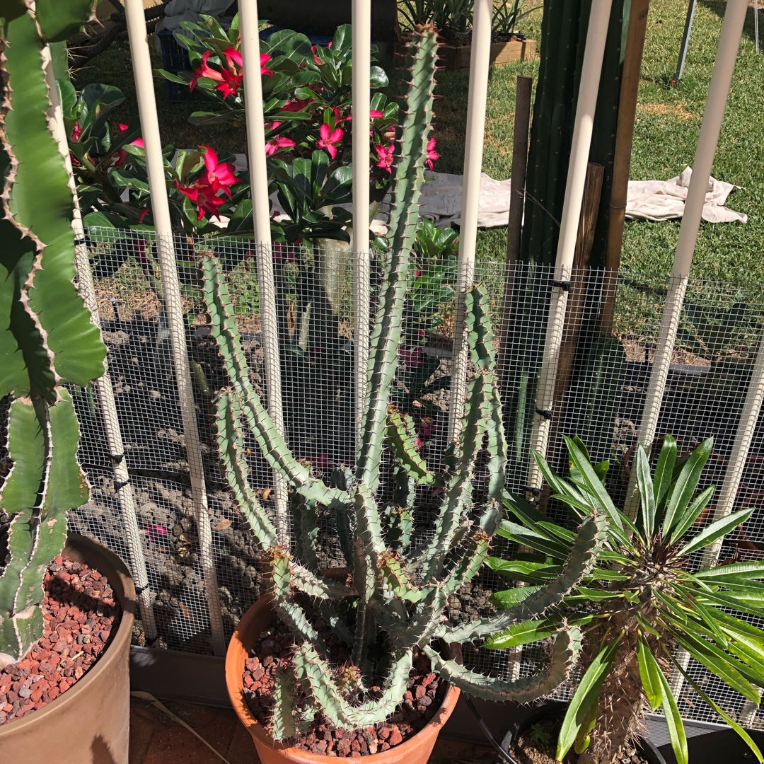 Euphorbia Keithii in the GardenTags plant encyclopedia Euphorbia Keithii in the GardenTags plant encyclopedia