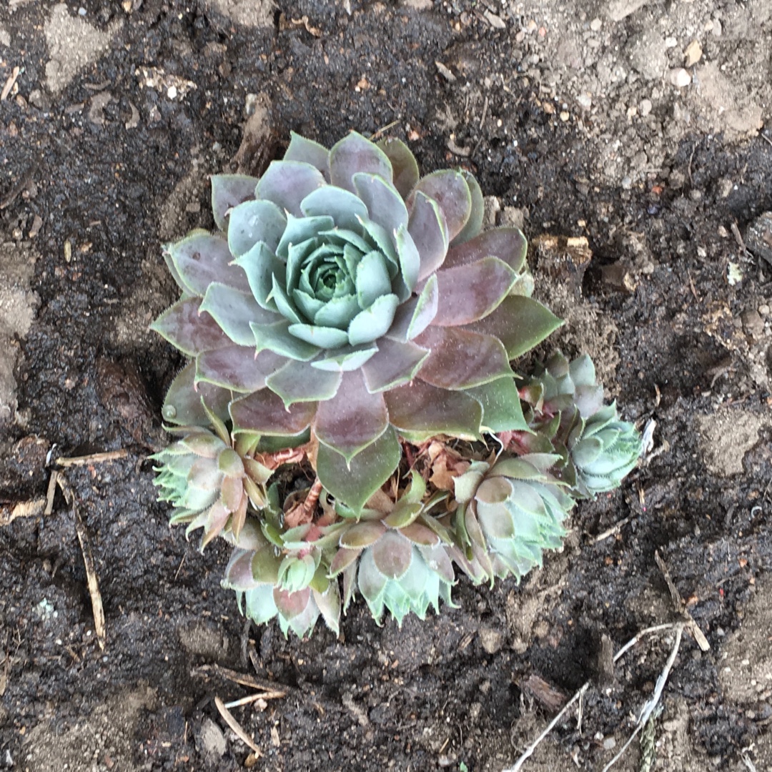 Sempervivum Purple Beauty in the GardenTags plant encyclopedia Hen And Chicks in the GardenTags plant encyclopedia