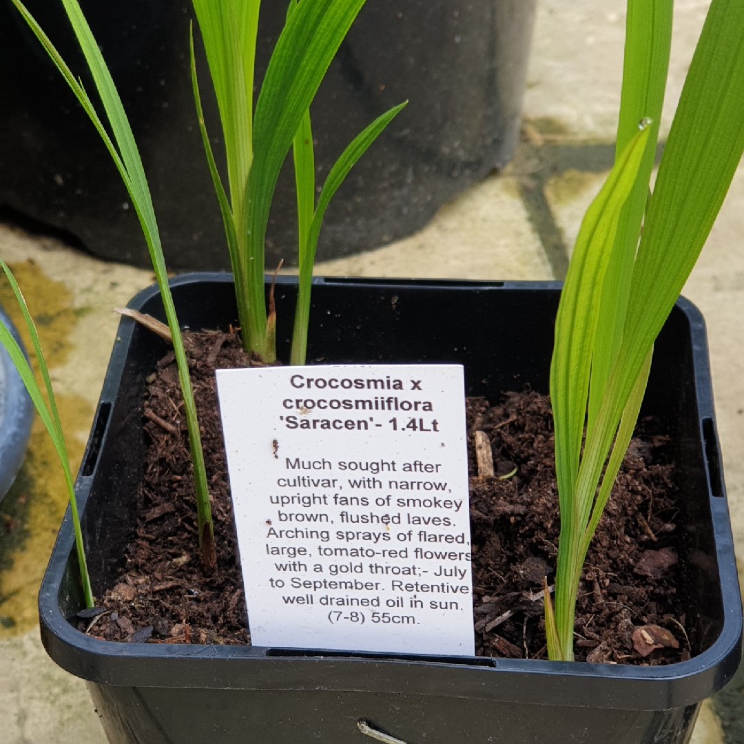 Crocosmia x crocosmiiflora Saracen in the GardenTags plant encyclopedia Montbretia Saracen in the GardenTags plant encyclopedia