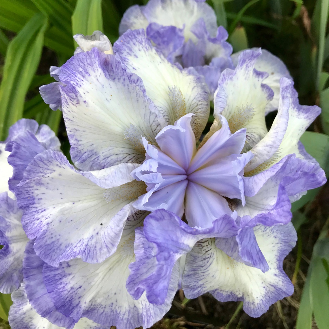 Iris x germanica Loop the Loop in the GardenTags plant encyclopedia Bearded Iris Loop the Loop (Tall) in the GardenTags plant encyclopedia