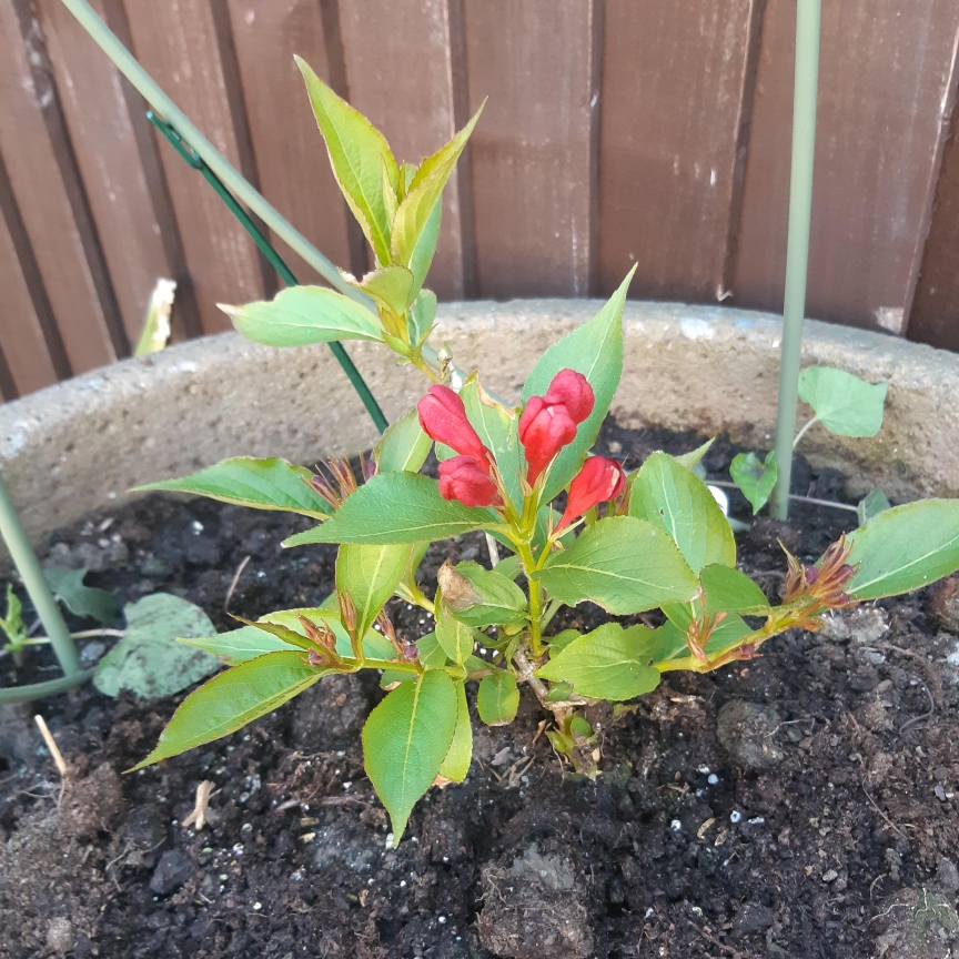 Weigela Slingco 1 syn. Weigela All Summer Red in the GardenTags plant encyclopedia Weigela All Summer Red in the GardenTags plant encyclopedia