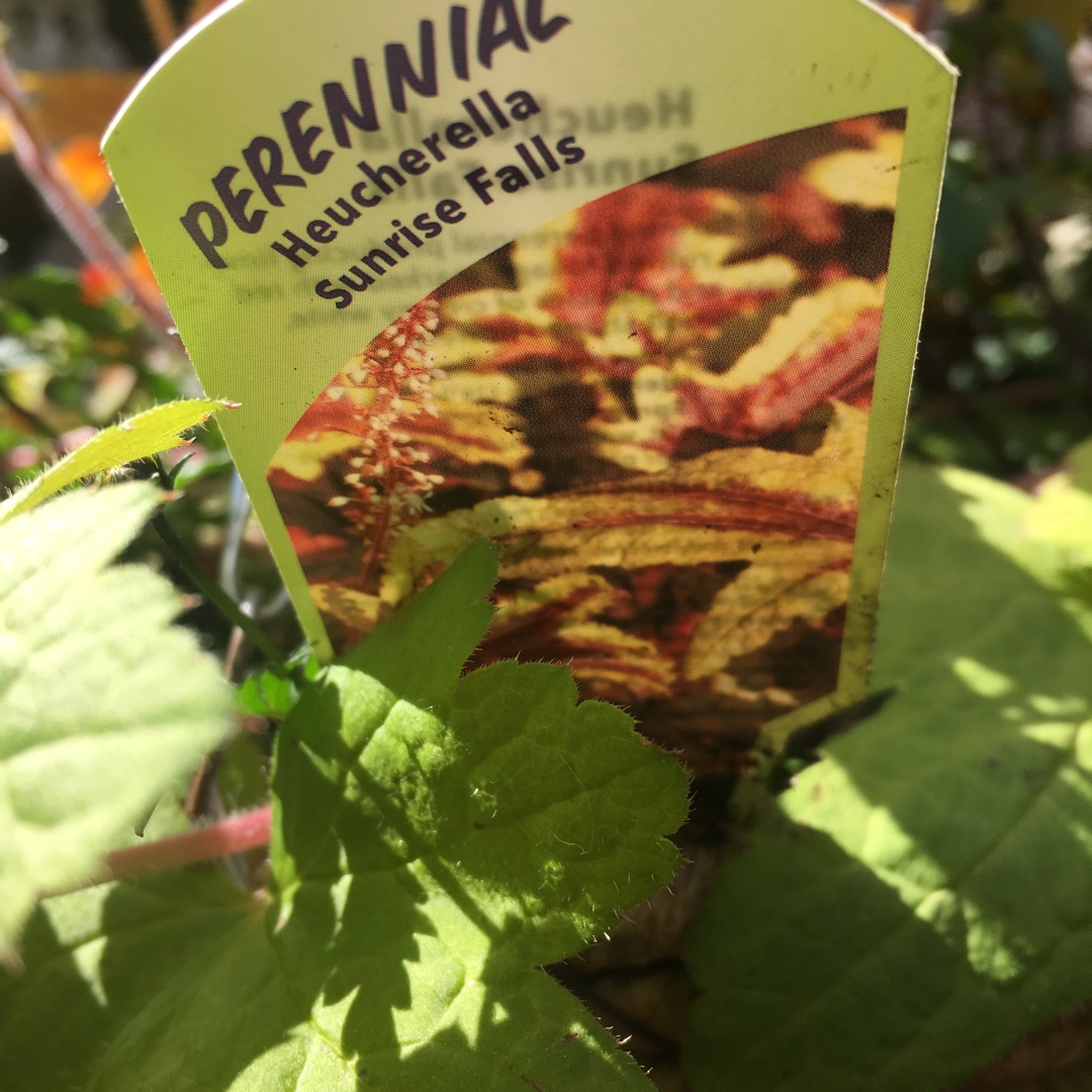 x Heucherella Sunrise Falls in the GardenTags plant encyclopedia Foamy Bells Sunrise Falls in the GardenTags plant encyclopedia