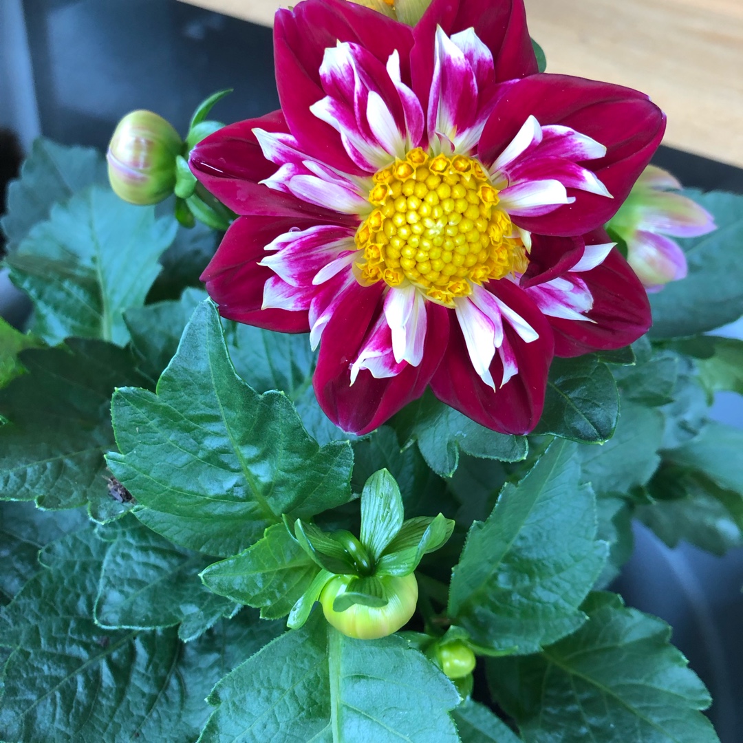 Dahlia Labella Medio Fun Rose Fun (Labella Series) in the GardenTags plant encyclopedia Dahlia Labella Medio Fun Rose Fun (Bedding) in the GardenTags plant encyclopedia