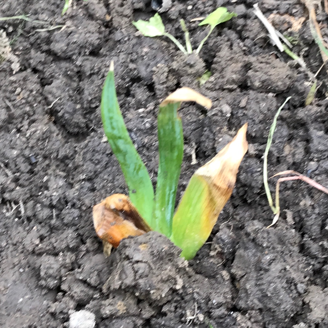 Iris x germanica Florentine Silk in the GardenTags plant encyclopedia Bearded Iris Florentine Silk (Tall) in the GardenTags plant encyclopedia