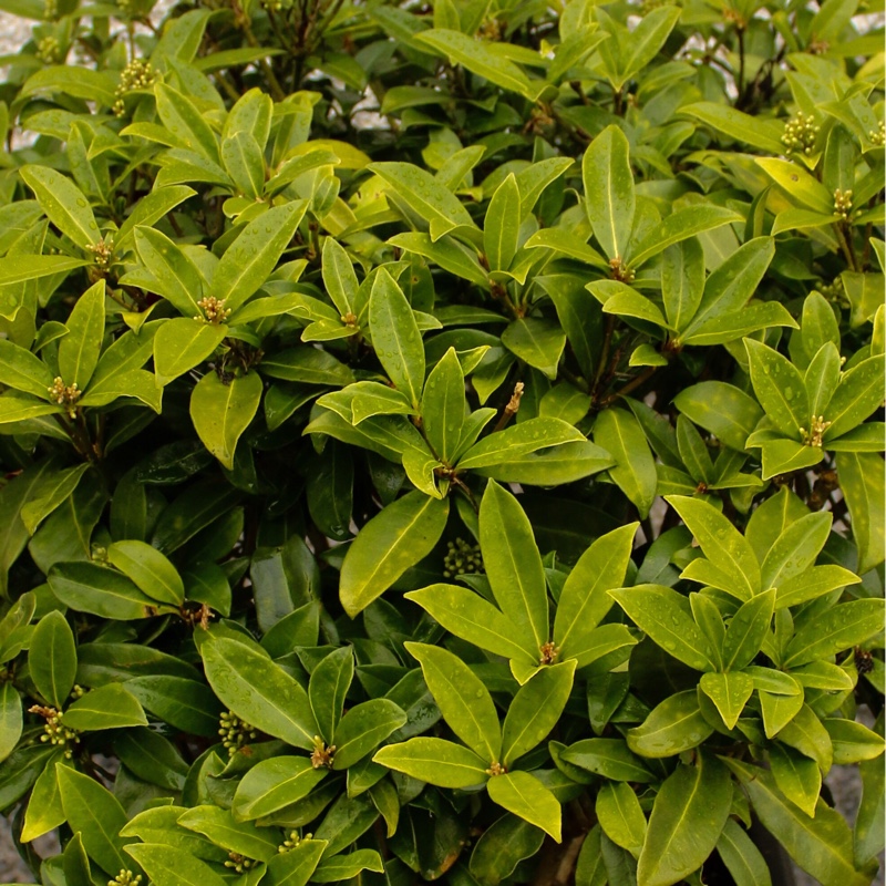 Japanese Skimmia Fragrans in the GardenTags plant encyclopedia