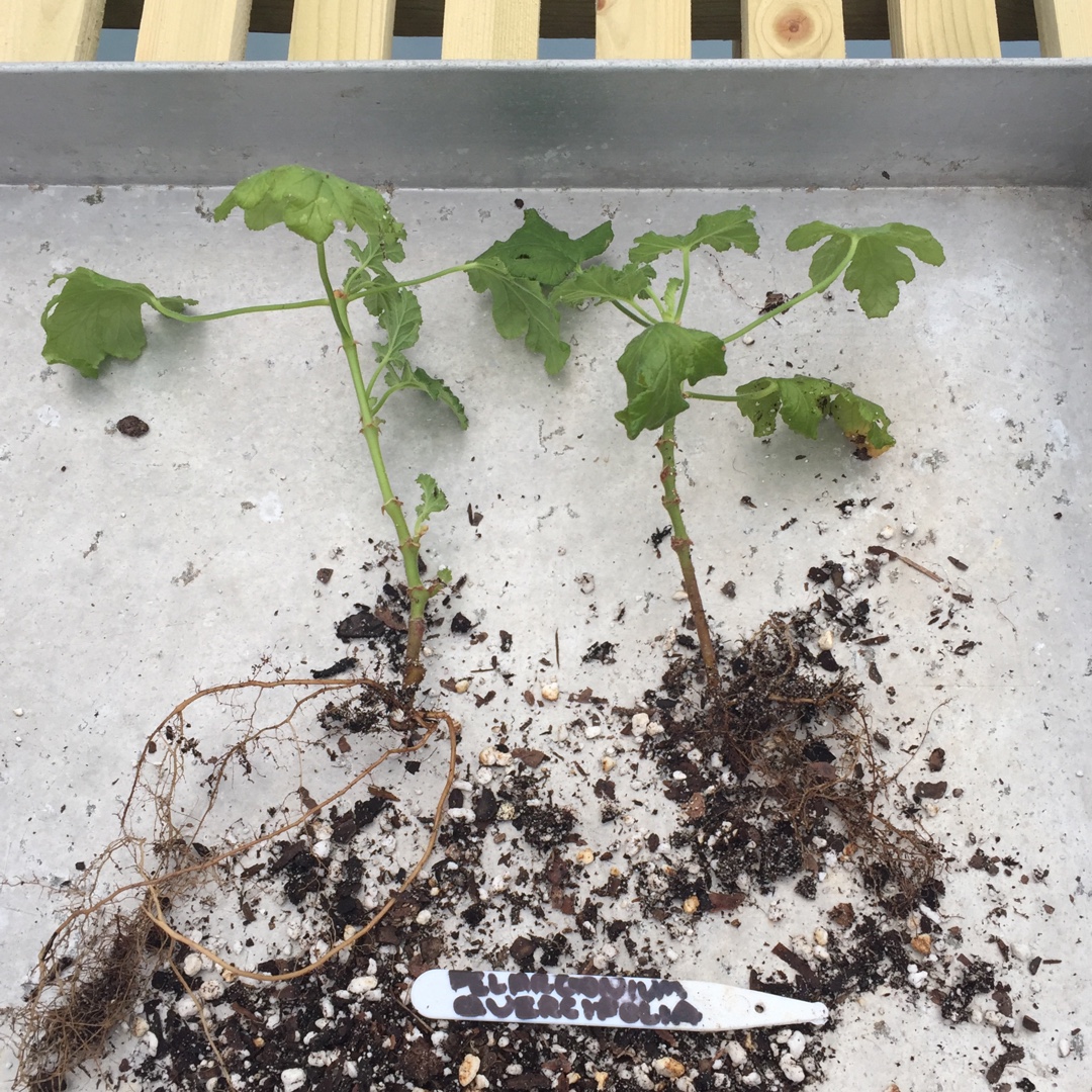 Pelargonium quercifolium in the GardenTags plant encyclopedia Pelargonium (Species) Oak Leaved Pelargonium in the GardenTags plant encyclopedia