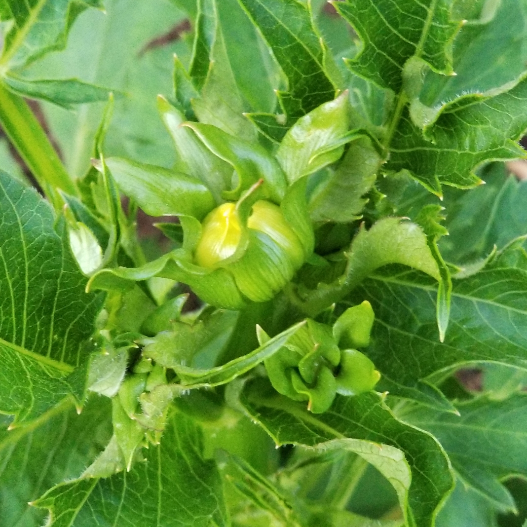 Dahlia Kogane Fubuki (Fimbriated) in the GardenTags plant encyclopedia