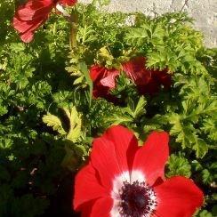 Anemone coronaria Hollandia in the GardenTags plant encyclopedia Poppy Flowered Anemone Hollandia in the GardenTags plant encyclopedia