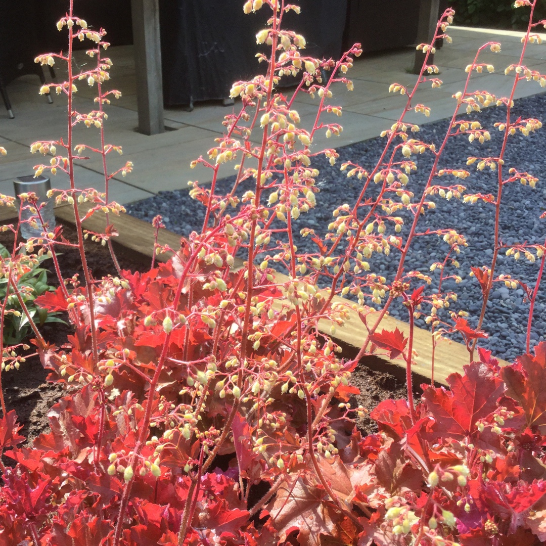 Heuchera Gojiberry (Indian Summer Series) in the GardenTags plant encyclopedia Alumroot Gojiberry in the GardenTags plant encyclopedia