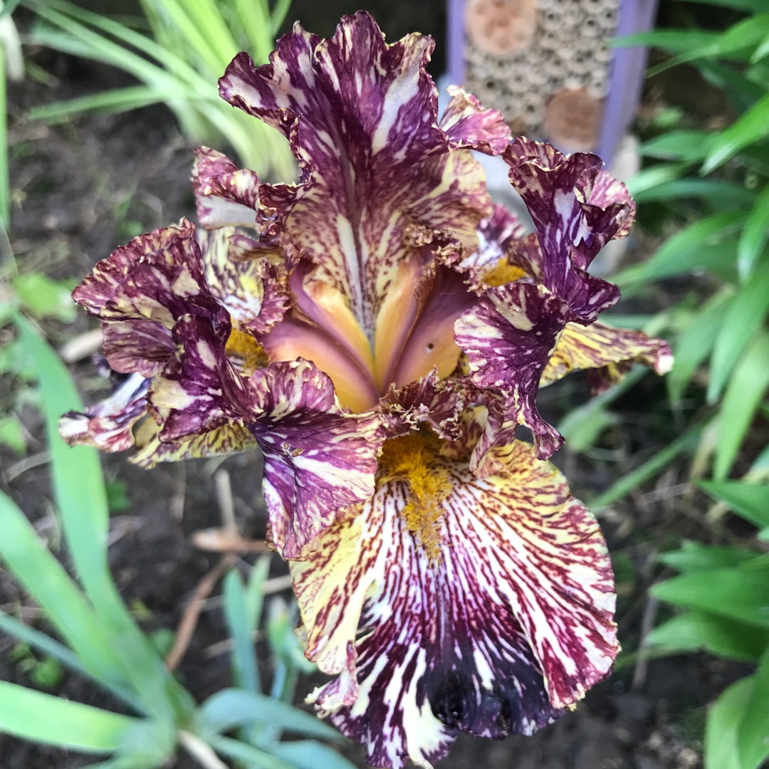 Iris x germanica Bewilderbeast in the GardenTags plant encyclopedia Bearded Iris Bewilderbeast (Tall) in the GardenTags plant encyclopedia