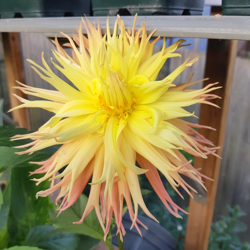 Dahlia Normandie Frills in the GardenTags plant encyclopedia Dahlia Normandie Frills (Fimbriated) in the GardenTags plant encyclopedia