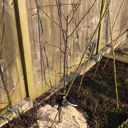 Prunus Domestica Skyscraper in the GardenTags plant encyclopedia Columnar Plum Tree Skyscraper in the GardenTags plant encyclopedia