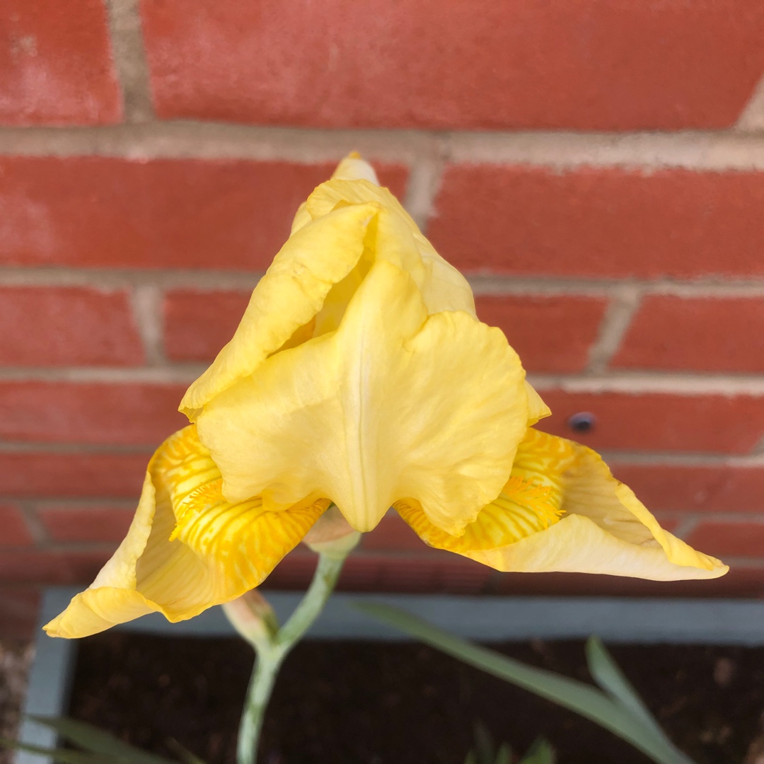 Iris x germanica OIa Kala in the GardenTags plant encyclopedia Bearded Iris Ola Kala (Tall) in the GardenTags plant encyclopedia