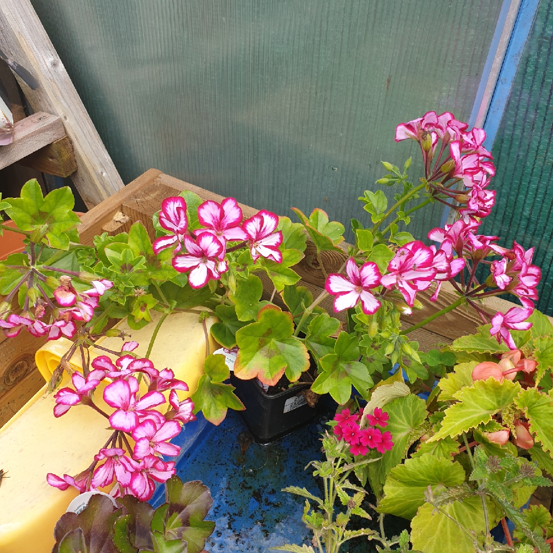 Pelargonium Supreme Burgundy White (Supreme Series) in the GardenTags plant encyclopedia Pelargonium Supreme Burgundy White (Ivy Leaved) in the GardenTags plant encyclopedia