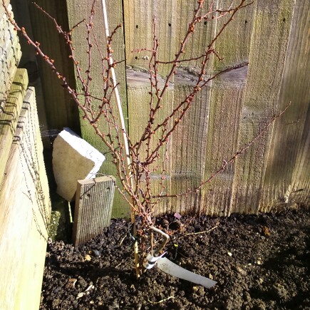 Chaenomeles x superba Red Joy in the GardenTags plant encyclopedia Japanese Quince Red Joy in the GardenTags plant encyclopedia