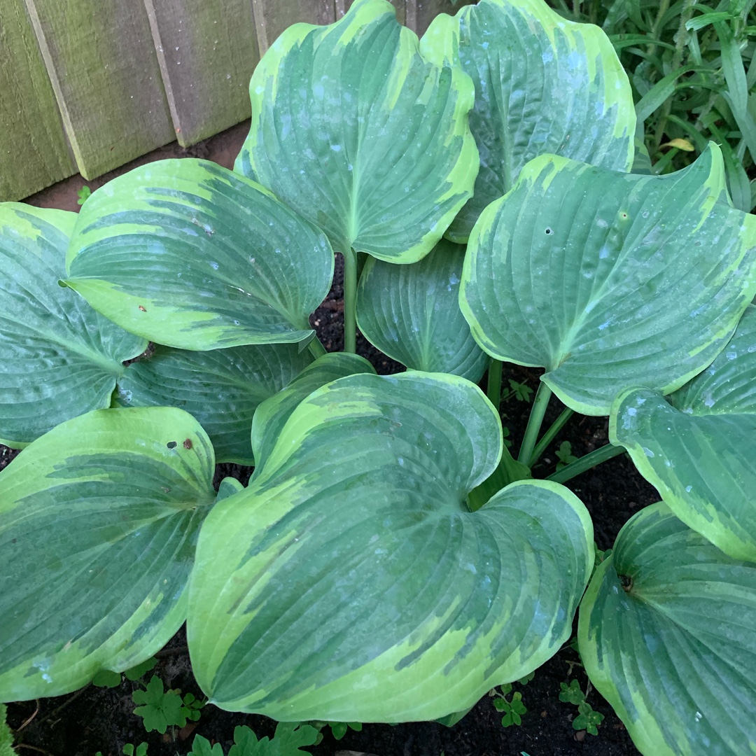 Hosta Andy Murray in the GardenTags plant encyclopedia Plantain Lily Andy Murray in the GardenTags plant encyclopedia