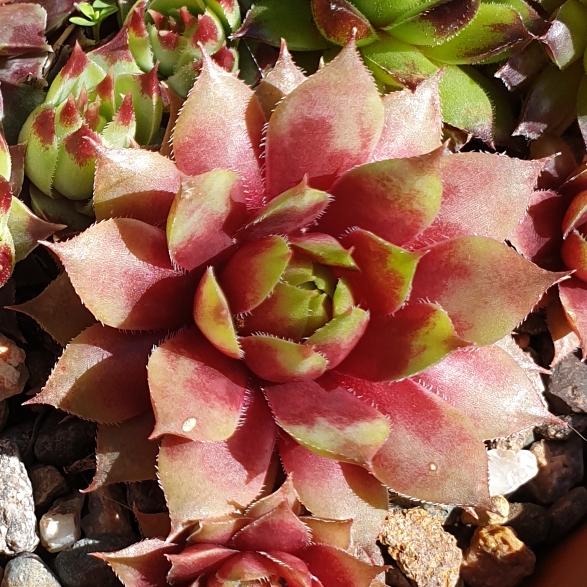 Sempervivum Wendy in the GardenTags plant encyclopedia Sempervivum Wendy in the GardenTags plant encyclopedia