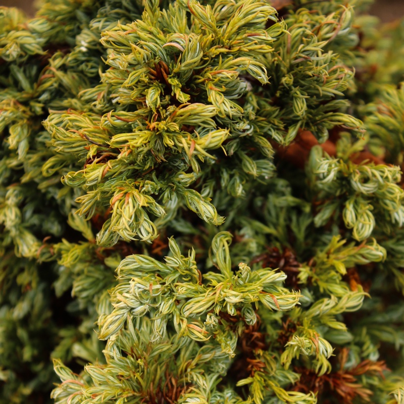 Sawara Cypress Curly Top in the GardenTags plant encyclopedia