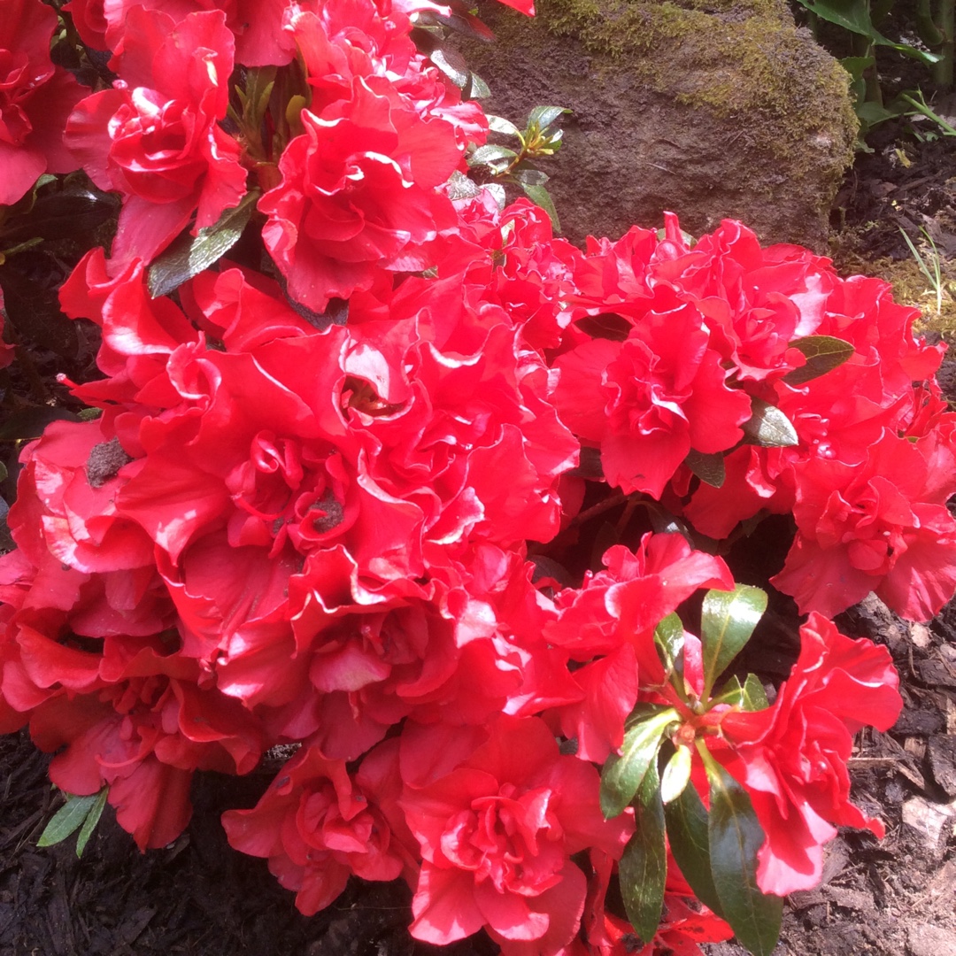 Rhododendron Rani in the GardenTags plant encyclopedia Azalea Rani in the GardenTags plant encyclopedia