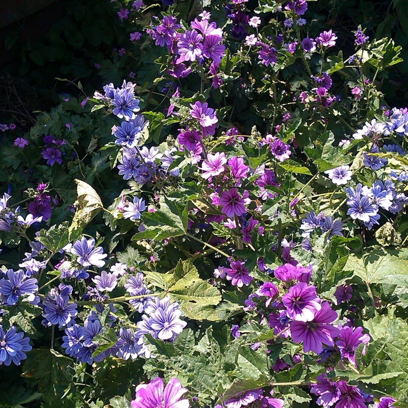 Malva Sylvestris Mystic Merlin in the GardenTags plant encyclopedia Mallow Mystic Merlin in the GardenTags plant encyclopedia