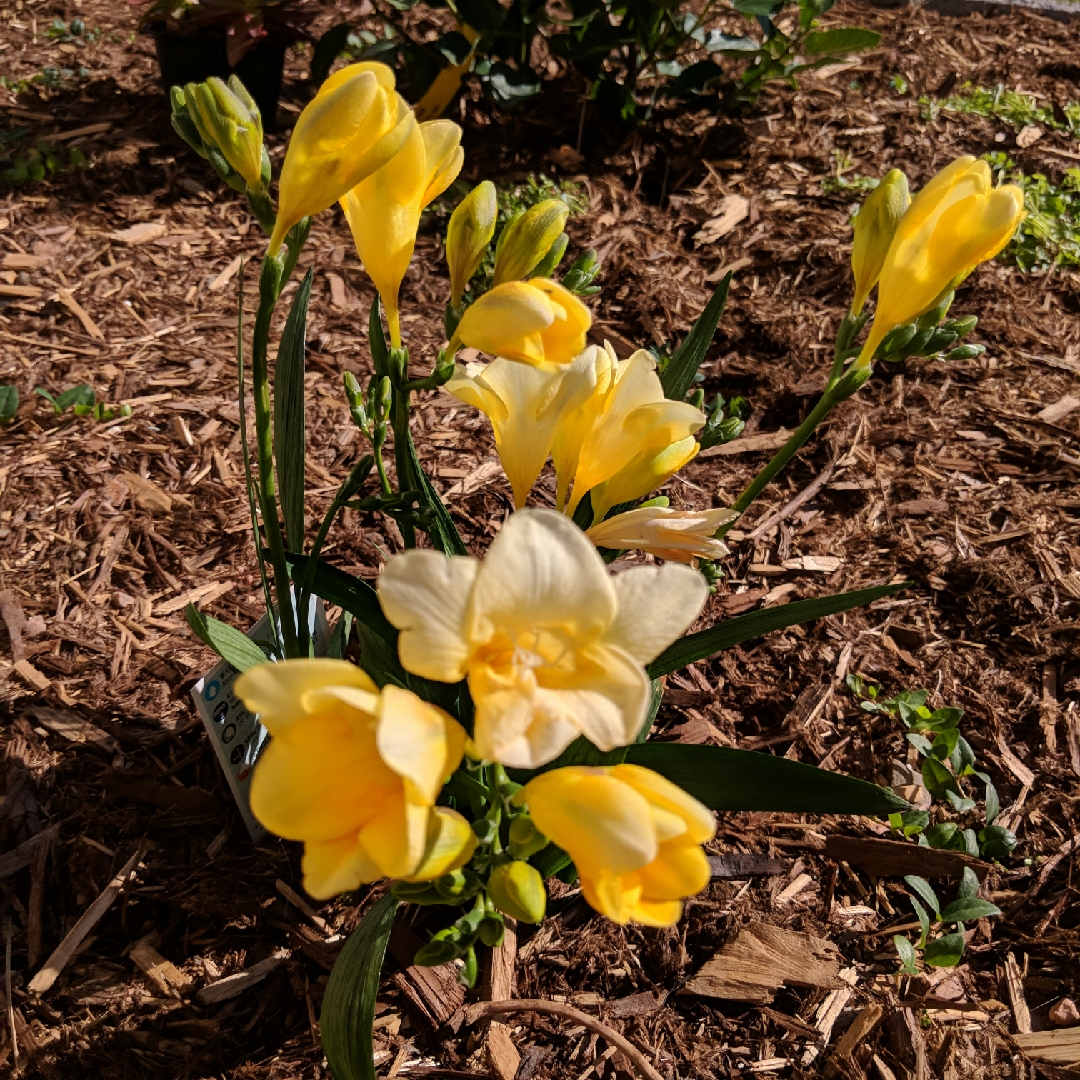 Freesia Fragrant Sunburst in the GardenTags plant encyclopedia Freesia Fragrant Sunburst in the GardenTags plant encyclopedia