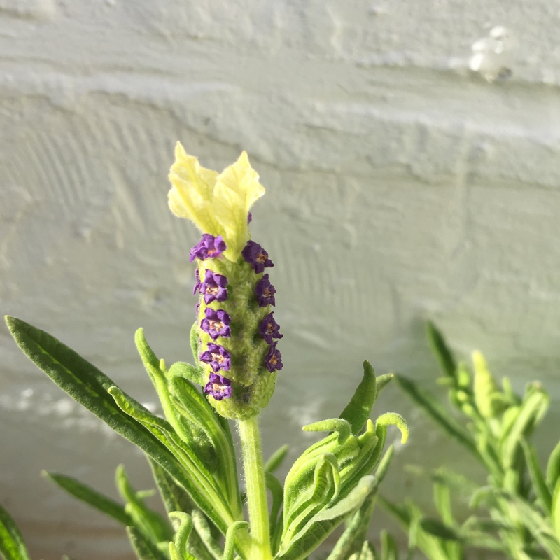 Lavandula stoechas Fair 10 syn. Lavandula stoechas Tiara in the GardenTags plant encyclopedia Lavender Tiara in the GardenTags plant encyclopedia