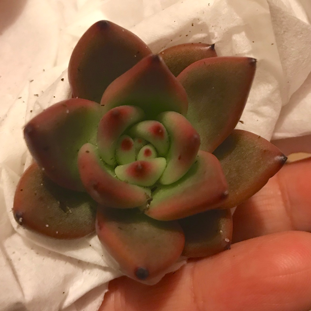 Echeveria Romeo Rubin x Colorata fa. Colorata in the GardenTags plant encyclopedia Echeveria Romeo Rubin x Colorata fa. Colorata in the GardenTags plant encyclopedia