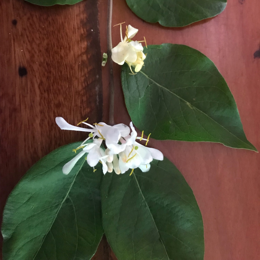 Lonicera xylosteum Emerald Mound in the GardenTags plant encyclopedia Fly Honeysuckle Emerald Mound in the GardenTags plant encyclopedia