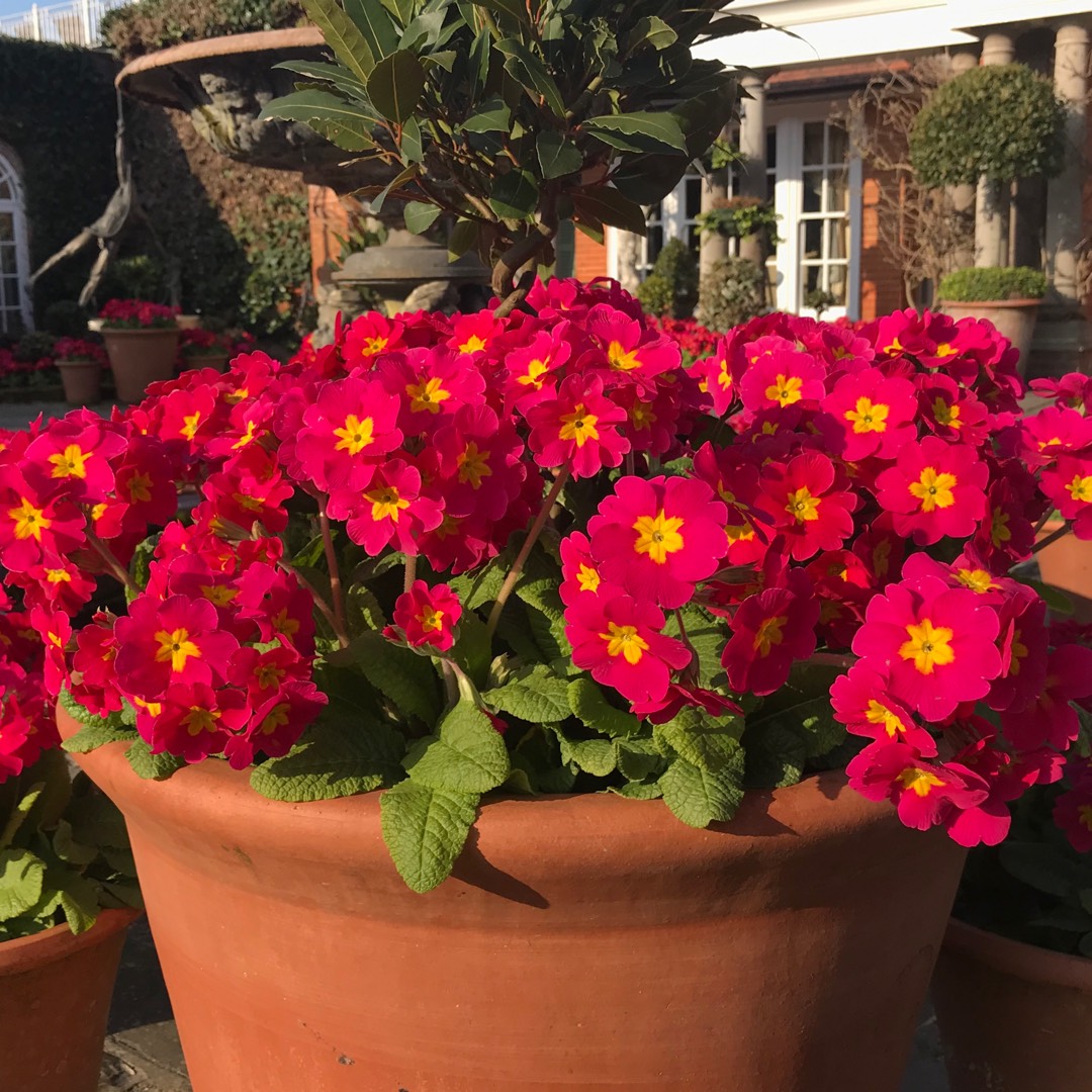 Primula polyantha Crescendo pink Shades in the GardenTags plant encyclopedia Polyanthus Crescendo Pink shades in the GardenTags plant encyclopedia
