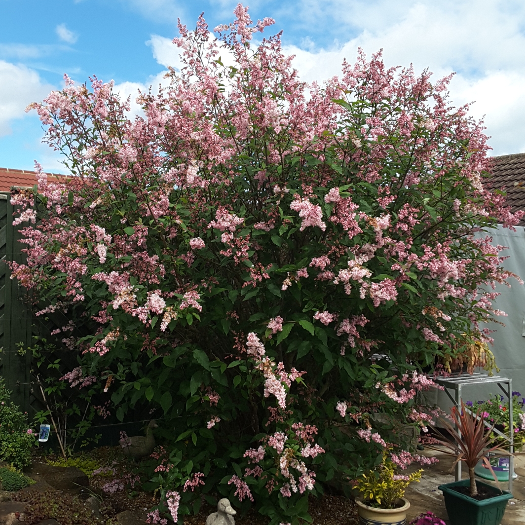 Syringa Tomentella Subsp Yannanensis in the GardenTags plant encyclopedia Syringa Yunnanensis in the GardenTags plant encyclopedia