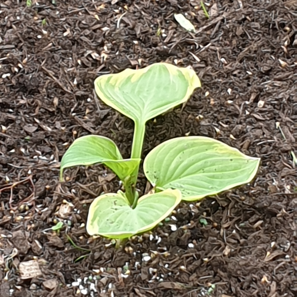 Hosta Lakeside Cha Cha in the GardenTags plant encyclopedia Plantain Lily Lakeside Cha Cha in the GardenTags plant encyclopedia