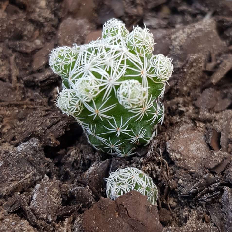 Cactus Ventula in the GardenTags plant encyclopedia Small Clumping Cactus in the GardenTags plant encyclopedia