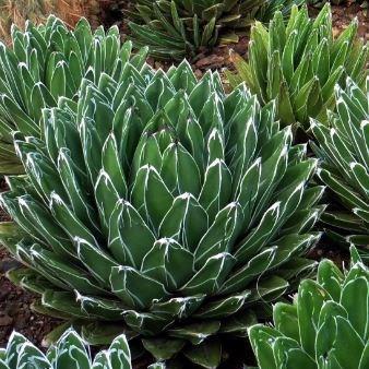 Queen Victoria agave in the GardenTags plant encyclopedia