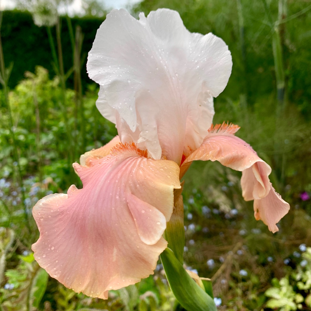 Iris x germanica Sugar Magnolia in the GardenTags plant encyclopedia Bearded Iris Sugar Magnolia (Tall) in the GardenTags plant encyclopedia