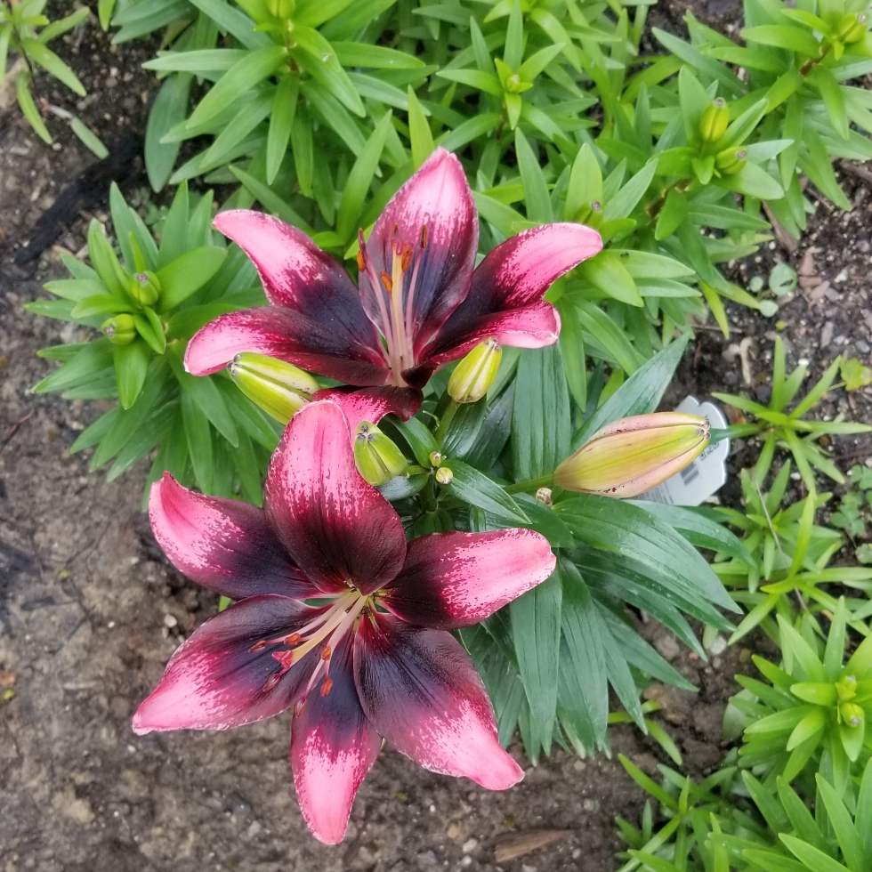 Lily Tiny Poems (Asiatic) in the GardenTags plant encyclopedia