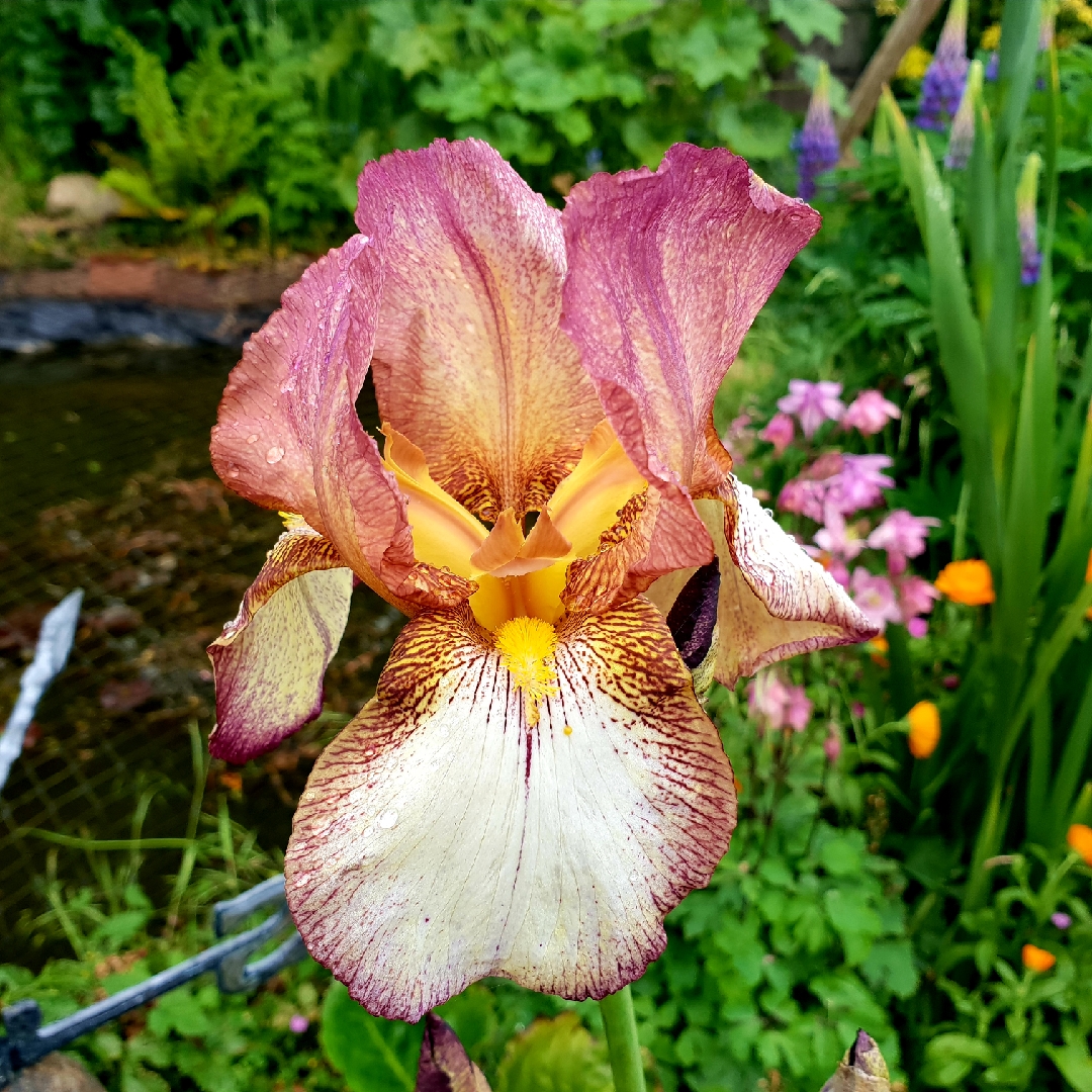 Iris x germanica Benton Dierdre in the GardenTags plant encyclopedia Bearded Iris Benton Dierdre (Tall) in the GardenTags plant encyclopedia