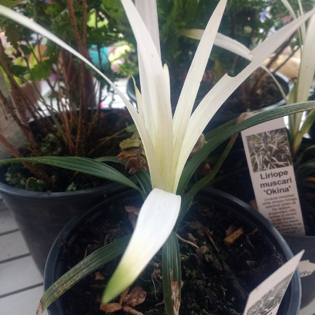Liriope muscari Okina in the GardenTags plant encyclopedia Lilyturf Okina in the GardenTags plant encyclopedia