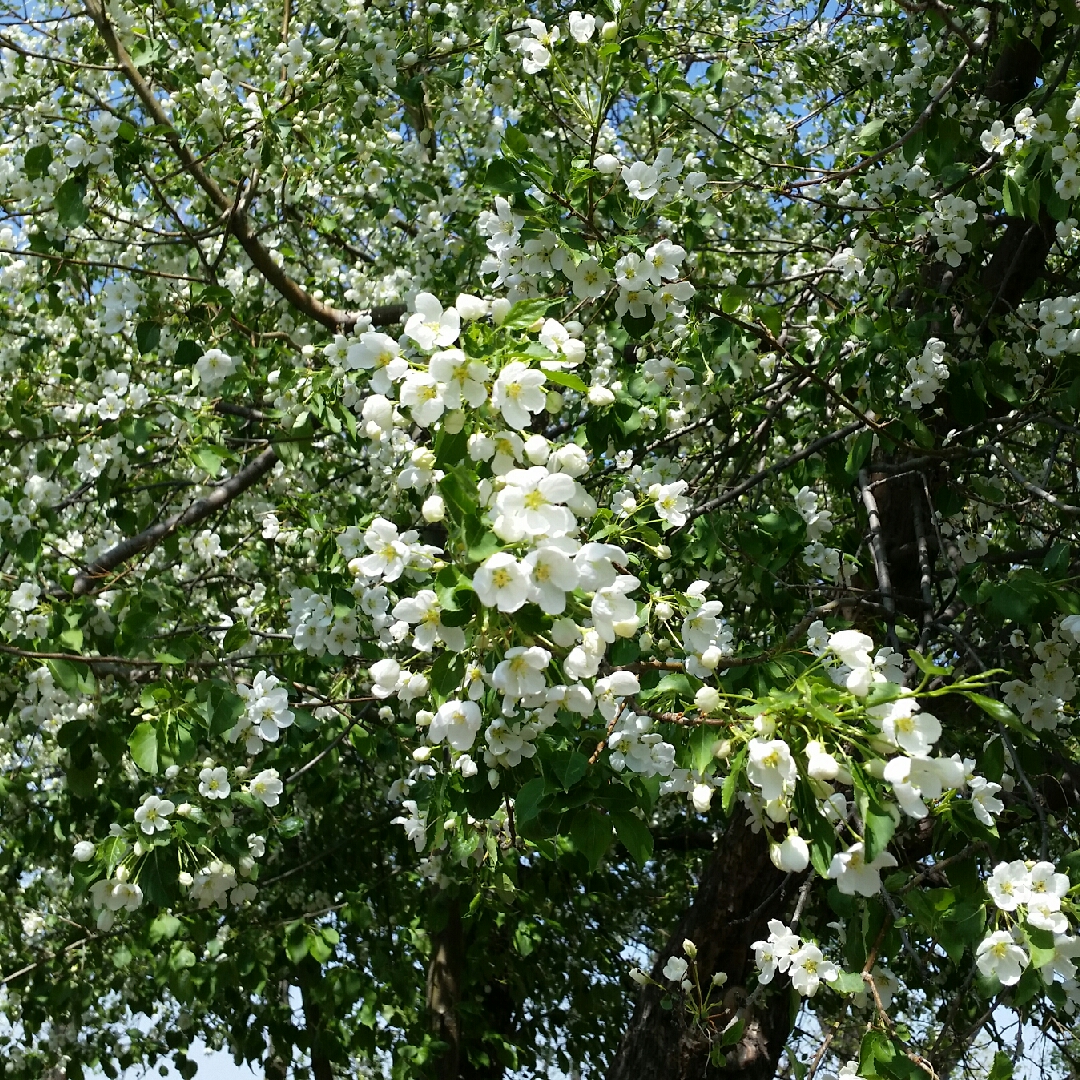 Malus baccata in the GardenTags plant encyclopedia Siberian Crab Apple in the GardenTags plant encyclopedia