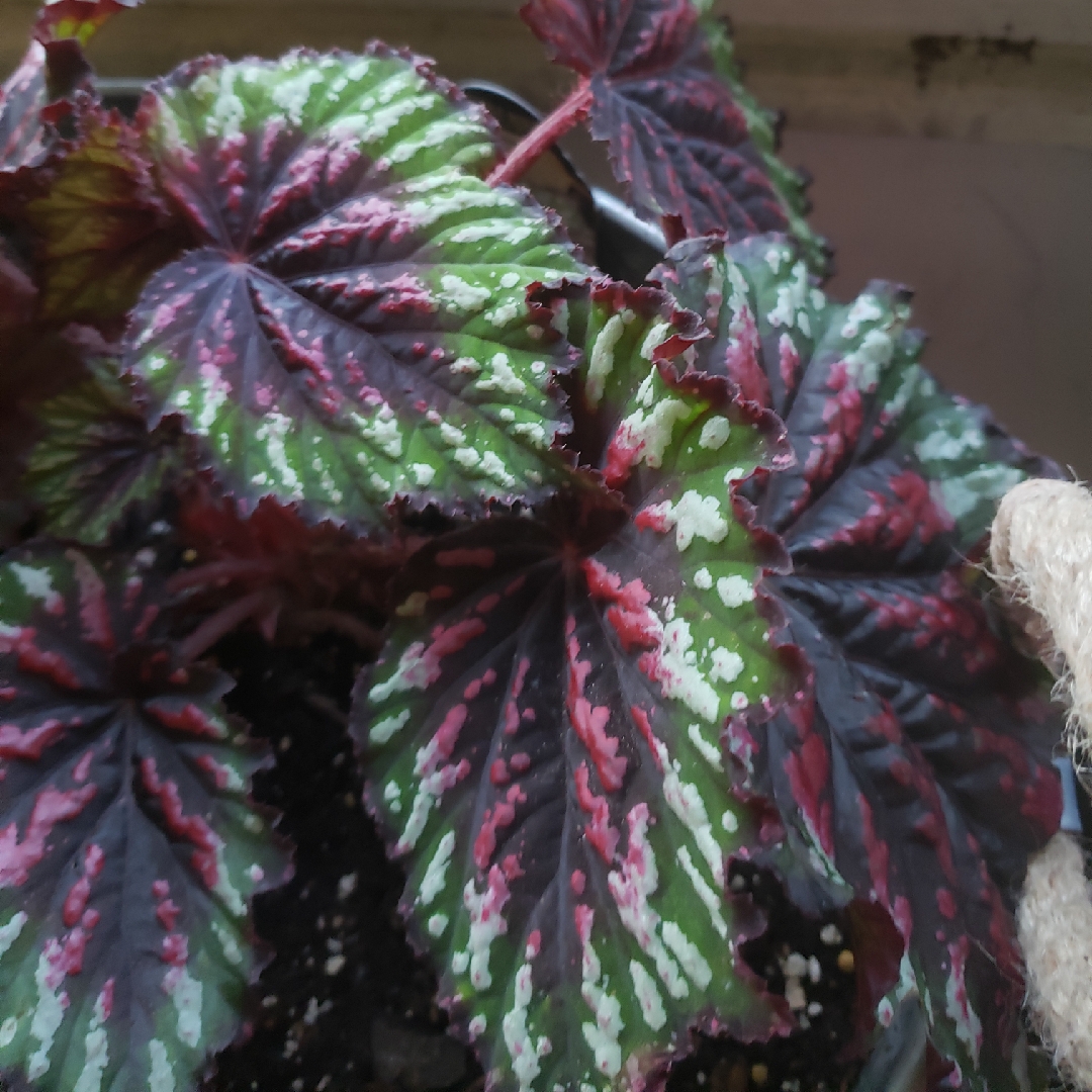 Begonia (Rex Cultorum Group) Painters Palette (T Rex Series) syn. Begonia rex Painters Palette in the GardenTags plant encyclopedia Rex Begonia Painters Palette in the GardenTags plant encyclopedia