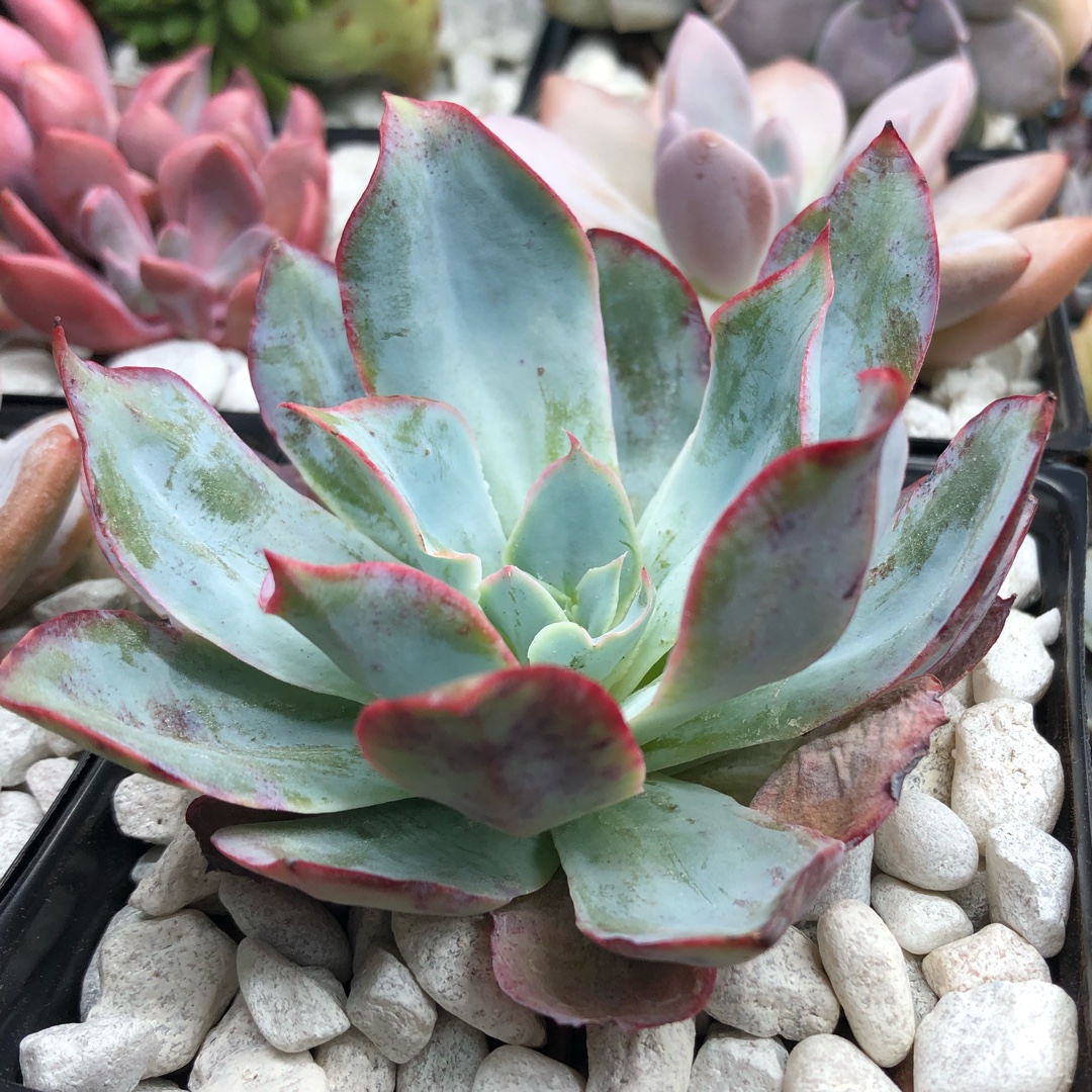 Echeveria Blue Light in the GardenTags plant encyclopedia Echeveria Blue Light in the GardenTags plant encyclopedia